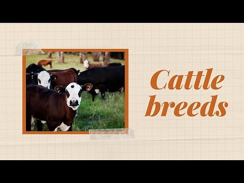 Cattle Breeds