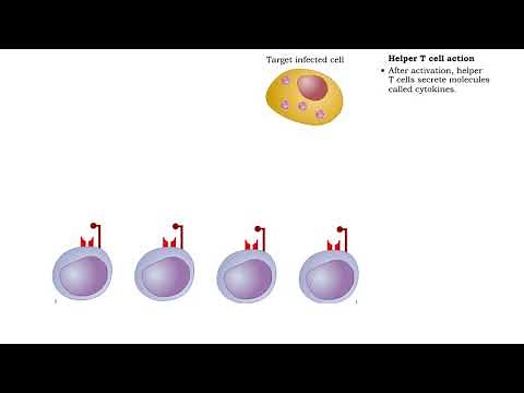 Helper T cell receptors, activation, proliferation, differentiation & action