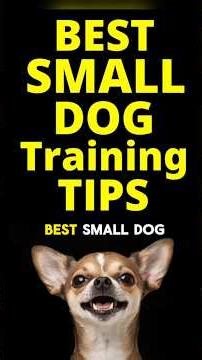 SMALL DOG TRAINING TIPS for BEGINNERS | Top Hacks & Tricks for Toy Puppy Dog Obedience & Potty Time!