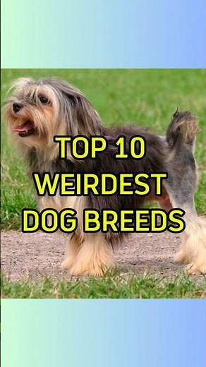 Top 10 Strangest Dog Breeds You Won’t Believe Exist! #shortvideo