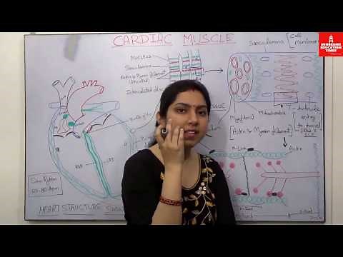 Cardiac Muscle Anatomy and Physiology | Myology | Cardiac Muscle Structure and Function
