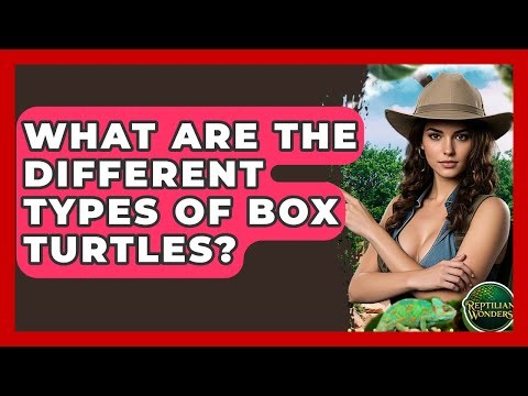 What Are The Different Types Of Box Turtles? - Reptilian Wonders