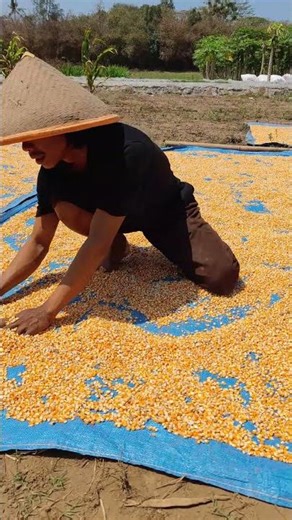 The process of drying corn seeds manually -Agriculture farming #shorts