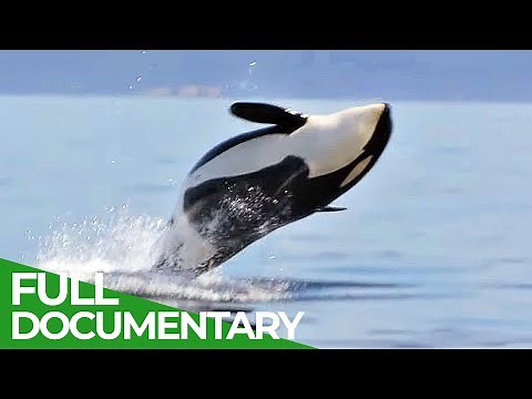 The Fight to Save Cascadia's Orcas | Free Documentary Nature