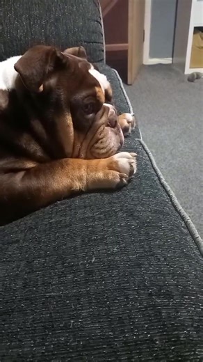 English Bulldog Wrinkle Cleaning: Gary's Not a Fan! 😂