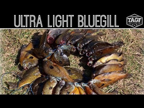Ultra Light Fly Fishing for SPAWNING Bluegill! LIVE CRICKETS!