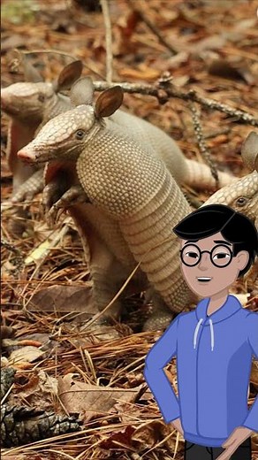 Armadillos: Nature’s Armored Jumping Quadruplets! 🐾