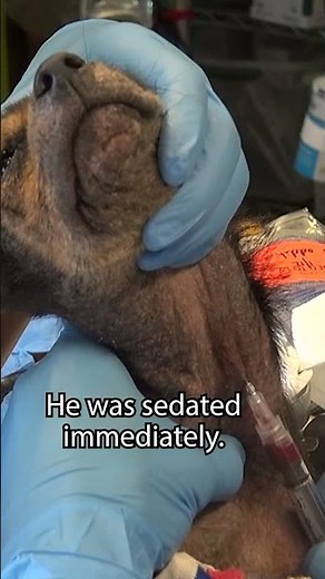 Heartbreaking dog rescue video - extended version here: www.HopeForPaws.org #GivingTuesday