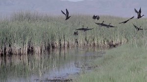 Explore the Wildlife Education Center at Bear River Migratory Bird Refuge to learn about the 74,000 acres of pristine wetlands located on the edges of both the Pacific and Central Flyways 🐦 | Visit Utah