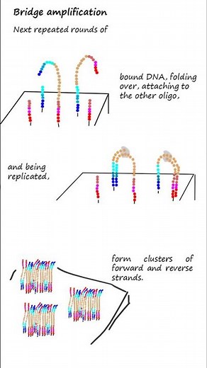 Next-Generation Sequencing By Synthesis Basics #molecular genetics #sequencing