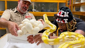 180K views · 2.7K reactions | Today, we’re pulling a MASSIVE clutch of python eggs, and let’s just say… the momma snake was NOT happy about it!  Watch as we carefully collect these precious eggs while avoiding strikes from this protective python. Will we get them all without a bite? Stick around to see how many eggs are in this incredible clutch! | Jayprehistoricpets | Facebook