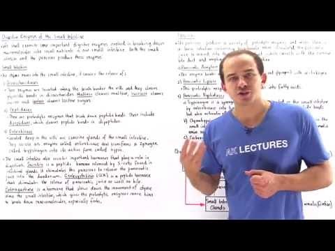 Digestive Enzymes of Small Intestine and Pancreas