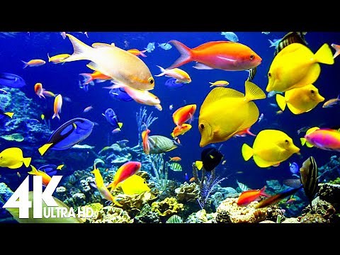 The Best 4K Aquarium 🐠 11 Hours of Beautiful Coral Reef Fish - Sleep Relax Meditation Music