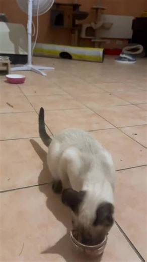 En accueil depuis ses 5 semaines, Céleste aura 6 mois le mois prochain. Si ses frères, Saphir et Rubis, ont été adoptés, Céleste est toujours en accueil et n'avance que très très peu. Pourtant Céleste vit avec des copains sociables et Tata Angelina lui donne toute la douceur, la patience et tout le temps dont elle a besoin mais il se peut que Céleste soit à son maximum et ne soit jamais adoptable car qui voudra d'un chat qu'il ne peut ni caresser, ni approcher..? Nous sommes plusieurs à en avoir