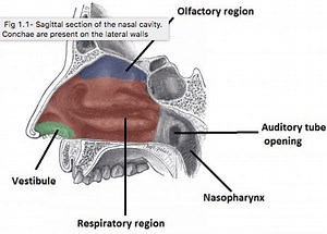 Examination of the Nose - Septum - Turbinates - Cavity - TeachMeSurgery