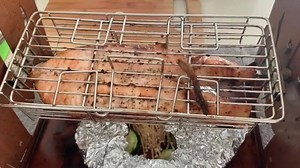 79K views · 351 reactions |  The Ultimate Rotisserie Experience ! Chef Ol'Murph Meet w/ ROTO-Q 360 - BEST Homemade Alaskan Salmon Steak Rotisserie Style. Is easy as 1.2.3. set it and forget it. ☑️ Self-Rotating☑️ No Power☑️ No Gas☑️ No Fuel ☑️ Foldable☑️ Affordable☑️ #Kickstarter Only! $49 for a limited time! WWW.ROTOQ360.COM | RotoQ 360 | Facebook