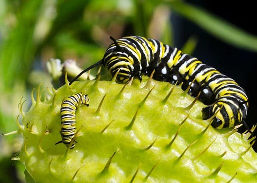 Monarch Life Cycle: 4 Stages / 5 Instars (Photos   Video) | My Monarch Guide