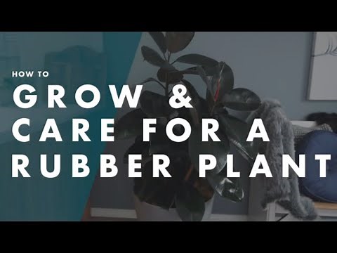 How To Care For A Rubber Plant - Bunnings Warehouse