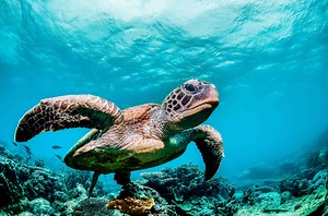 Sea Turtle Facts