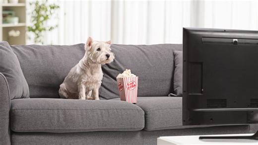 What dogs see on TV depends on their temperament