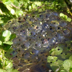 How to help frogs spawn survive in a pond