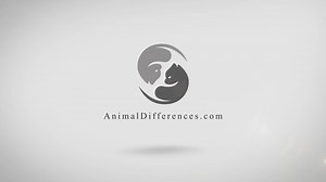 Wolf Vs Wolverine: 14 Crucial Differences & Similarities - Animal Differences