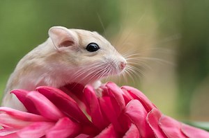 List of Rodents That Make Good Pets: Which Kind to Choose? | LoveToKnow Pets