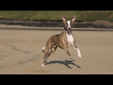 Train Your Whippet With Obedience Basics and Beyond!