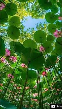 1 Minute Forest & Lotus Garden Walk | Nature Meditation for Instant Peace