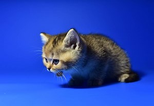 Why Is Your Cat Dry Heaving? 7 Vet-Approved Reasons - Catster