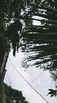 this is where glor lives