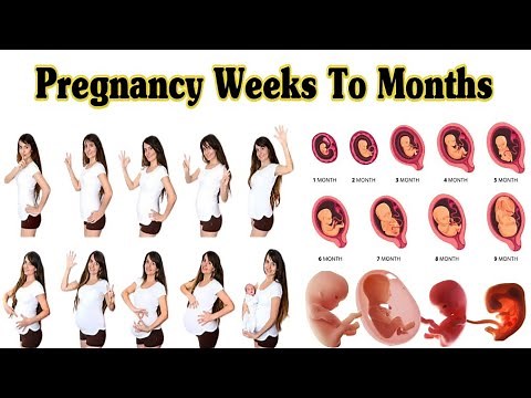 Pregnancy Weeks To Months // 1 To 9 Weeks Fetal Developments