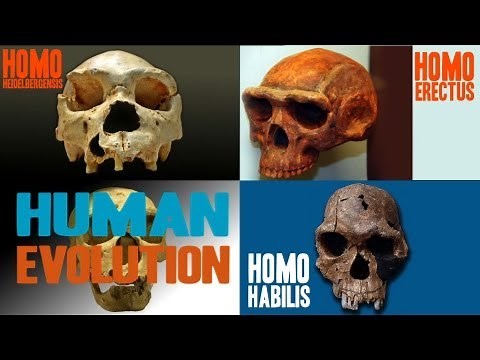 Facts about Human Evolution