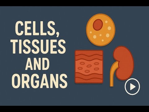 Quick Guide to Calculating Magnification — Biology Made Easy