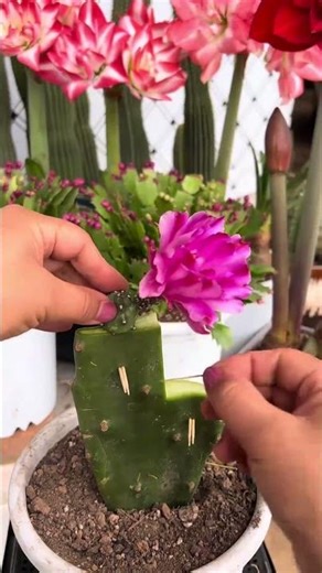 Cactus Grafting for Beginners (EASY Step-by-Step Guide)