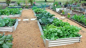 8 Vegetable Garden Layout Ideas (Plans for Every Space)