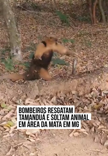 Agentes da 5ª Companhia Independente do Corpo de Bombeiros resgataram em, #SeteLagoas (#MG), um #tamanduá-mirim que havia se escondido em uma pilha de pneus na região de Goiabeiras. Segundo informações da coorporação, o resgate foi feito de forma segura, preservando tanto o tamanduá, quanto os moradores. Após a operação, o animal silvestre chegou a ser avaliado por um veterinário e, na sequência, foi devolvido ao habitat natural. No registro feito pelos bombeiros, é possível ver o momento da sol