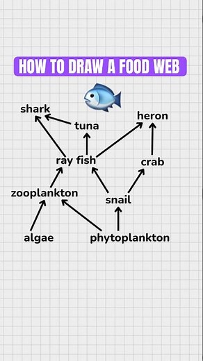 How to draw a food web in 30 seconds