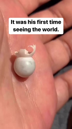 Gecko Egg Hatching Process and Care Guide