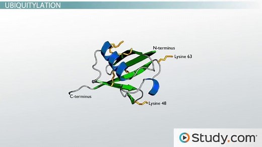 Post-Translational Modification of Proteins | Types & Examples