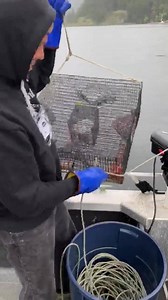 21K views · 985 reactions | Pulling prawn traps! | Jim Shockey | Facebook