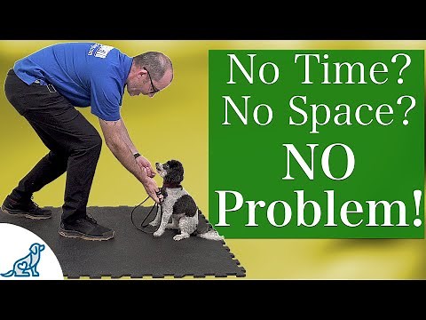 A 5 Minute Training Plan For Teaching Your Dog To LISTEN!