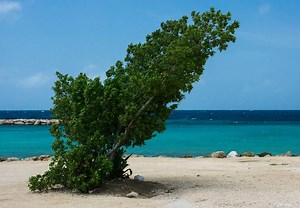 How To Straighten A Tree That Is Leaning - Gardening Dream