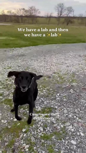 High-Energy Dog Training with Lab Retrievers