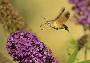 Hummingbird hawk-moth | The Wildlife Trusts
