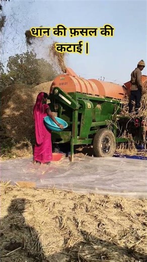 dhan ki fasal ki katai #food #ytshorts #trending #viral #shortvideos #youtuberlife #bestyoutuber