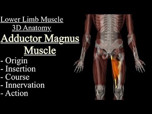 Adductor Magnus Muscle 3D Anatomy, Origin, Insertion, Innervation, Course and Function/Action