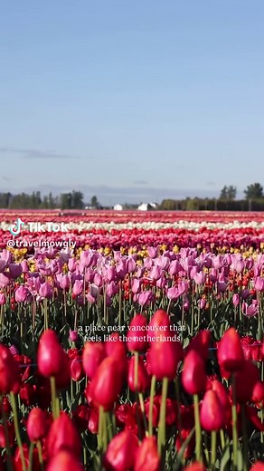 Explore Beautiful Tulip Fields Near Vancouver