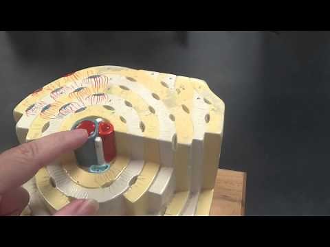 Osteon Model (Compact Bone)