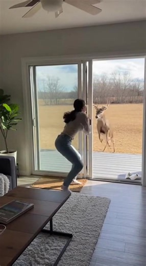 Buck Shatters Glass Door After Woman’s Split-Second Save December 6, 2025 — Boone County, Iowa A quiet afternoon turned chaotic for a Boone County homeowner when a startled whitetail buck charged directly toward her open sliding door, forcing her into a split-second race to shut it before the animal barreled into her living room. The dramatic encounter, captured on a home security camera, has since spread rapidly online, drawing both shock and disbelief at how close the animal came to entering t